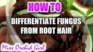 How to differentiate white fungus or mold from root hair on Orchids [upl. by Nivaj998]