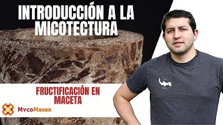 🍄 El Arte de Fructificar Cómo Convertir tu Maceta de Micelio en una Obra Maestra fyp macetas [upl. by Ettenoitna]