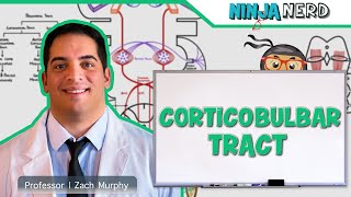 Neurology  Descending Tracts Corticobulbar Tract [upl. by Akerdal187]