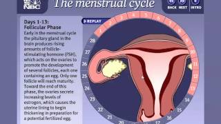 Reproductive Systems and the Menstrual Cycle IB Biology [upl. by Norbert968]