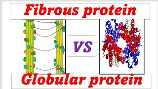 Fibrous Vs Globular proteins [upl. by Velleman]