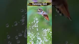 ❤️ humming bird ❤️ nature nature hummingbird [upl. by Enellij267]