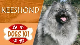 Dogs 101  KEESHOND  Top Dog Facts About the KEESHOND [upl. by Dunstan]