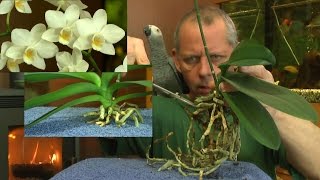 Phalaenopsis Wurzelschnitt der Orchidee [upl. by Suiram]