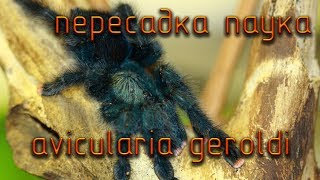 Пособие как не стоит пересаживать паука avicularia geroldi [upl. by Sverre]