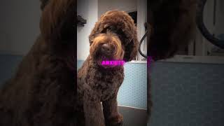 meet the labradoodle labradoodle labradoodlesoftiktok labradoodlepuppy minilabradoodle [upl. by Ronal]