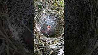 Indigo bunting singing  Bird [upl. by Anisor352]