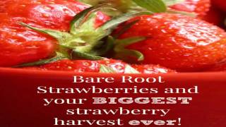 Hirts Evie Everbearing Strawberry Plants 25 Plants Bareroot [upl. by Rockey]