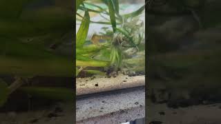 Freshwater Bumblebee Goby Brachygobius xanthomelas fish pets aquariumfish [upl. by Allit]