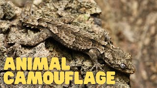 Animal Camouflage  Learn How Animals Can Blend In With Their Environments [upl. by Coffin]