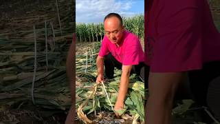 Modern Agricultural Technique  Essential Things for Corn Farming shorts satisfying farming [upl. by Nunes20]