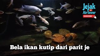 Koleksi Ikan air tawar tempatan yang ramai tak minat [upl. by Alwyn]