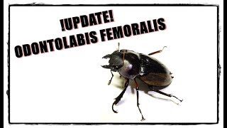 5 Update Odontolabis femoralis  First Adults  Die ersten Käfer [upl. by Kcirrag]