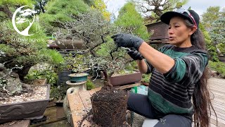 Corokia Cotoneaster Bonsai [upl. by Bobseine]