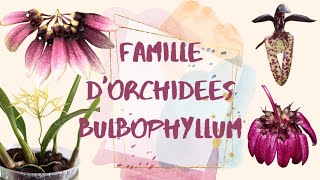 Parlons des orchidées bulbophyllum et comment sen occuper [upl. by Diaz]