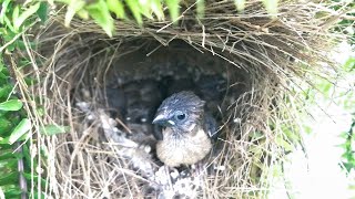 Baby Birds Are Ready to Fly Out of the Nest end – Munia Chicks Prepare to Leave Their Home E120 [upl. by Selassie573]