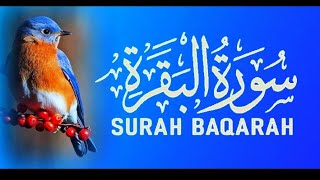 Surah AlBaqarah Beautiful Recitation by Sheikh Bandar Baleela  Heart Soothing Quran Tilawat [upl. by Samul]