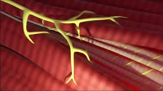 The Structure and Function of the Muscle Spindle Fiber [upl. by Lemak388]