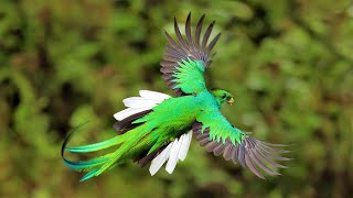 6 Most Beautiful Quetzals in the World [upl. by Assille206]