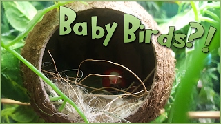 Bird Babies in the Coconut Nest • Pixel Biology Updates [upl. by Sherri]