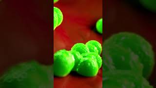 Deadly Bacteria Staphylococcus aureus  Science [upl. by Yedoc]