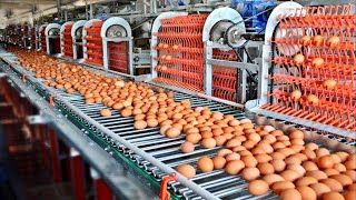 COMO se PRODUCEN 100000 MILLONES de HUEVOS de GALLINA anualmente en Estados Unidos🥚 [upl. by Forlini]