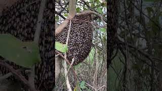 வாரிக்கரையில் தேனடை எடுக்க போலாமா  wild honeycomb harvesting honeycomb honey [upl. by Akiraa]