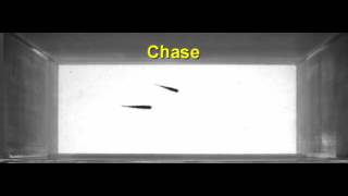 Courtship behavior in zebrafish [upl. by Aiderfla]