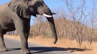 Elephant speaking loud amp clear in Kruger Park South Africa [upl. by Georgiana]