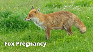 Fox Pregnancy and Gestation Periods [upl. by Ajuna]