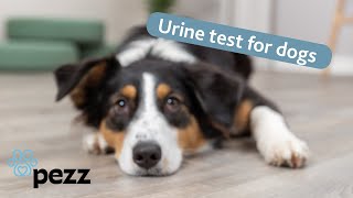 Easy testing from home  urine test for dogs from Pezz and TRIXIE [upl. by Schulein]