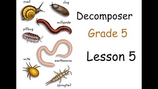 Decomposers  Concept 2  Lesson 5 [upl. by Marice]