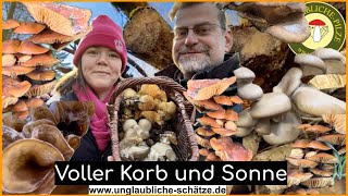 Voller Pilz Korb und Winter Sonne  Vitalpilze suchen bei Frost und Schnee  pilziger Januar 2024 [upl. by Crelin]