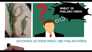 Phalaris minor Difference between Phalaris minor and Wheat by Agricultural Academy mehboob latief [upl. by Hafler]