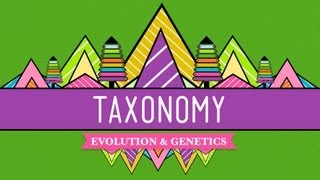 Taxonomy Lifes Filing System  Crash Course Biology 19 [upl. by Einnaoj362]