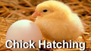 Baby Chick Hatching  Egg Hatching [upl. by Harrie]