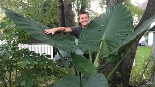 The Secret to Growing Alocasia  The Barefooted Gardener [upl. by Nev]