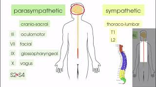 Autonomic nervous system 2 PHL314 Anatomy [upl. by Mcloughlin503]