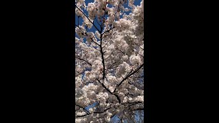 Austria blooms 🌸 [upl. by Takeshi69]