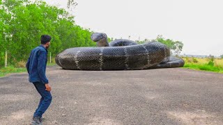 Anaconda Snake Attack In Real Life [upl. by Gil323]