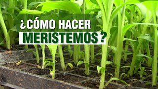 ¿Cómo hacer MERISTEMOS Banano y Plátano [upl. by Teillo]