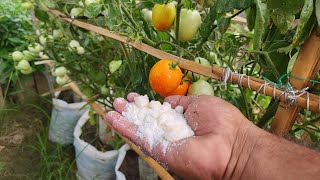 Best fertilizer for tomatoes in pots [upl. by Scharff]