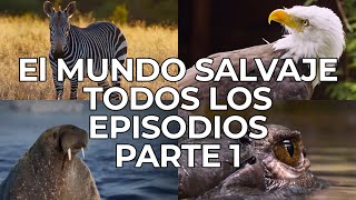 El Mundo Salvaje Todos los Episodios Parte 1  Free Documentary Nature  Español [upl. by Atinad]