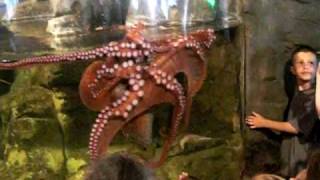 feeding the octopus seattle aquarium [upl. by Dupuy545]