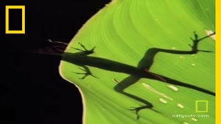 Anolis Lizard Love  National Geographic [upl. by Wendy]