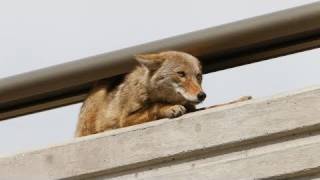 Coyote caught on bridge [upl. by Alema]