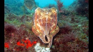 Diving Gran Canaria  Spain [upl. by Arraeic]