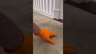 Residential carpets cleaning service stain removal professional service Mr Sofa Kinsale [upl. by Ottavia]