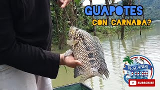 Como pescar Guapotes con carnada Represa Reventazon Jaguarbass 🎣🎣👌🏼 [upl. by Rufena637]