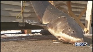 Early End to Sturgeon Spearing Season Could Hurt Businesses [upl. by Ursuline]